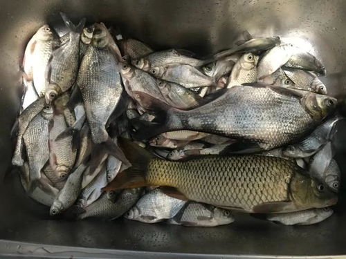 钓鱼专用天气软件（鱼开口最佳气压）