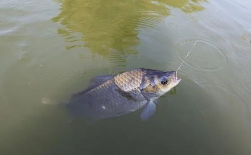 钓鱼专用天气软件（鱼开口最佳气压）