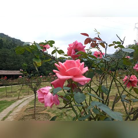 厦门天气预报查询一周（搜索厦门天气预报）